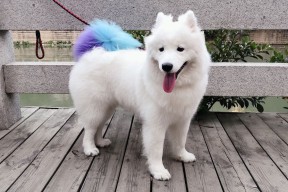 九游游戏中心-中超赛事主客场氛围营造纳入考核机制，中超联赛的参与机制