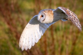 九游登录中心-“马科斯·梅特罗的速度与力量，成为阿根廷美洲狮队防守的坚实保障”