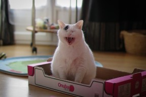 九游游戏中心-新西兰男子橄榄球队稳定表现，能否迎来新一波巅峰？，新西兰橄榄球世界排名