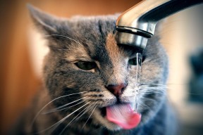 九游官网下载电脑版-波兰队赛制解析：团体赛中如何通过选手轮换增加灵活性，波兰队的