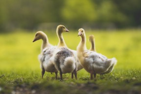 Jiu You-“新都兴城垒球赛：冠军争夺战正式打响！”