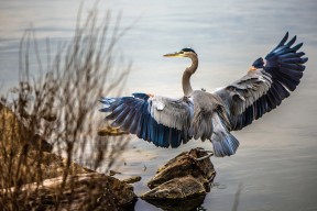 -塞维利亚状态火热，争夺欧洲赛场资格