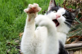 九游游戏中心官网-“伊万·戈梅斯：阿根廷美洲狮队的铁血前锋，未来表现令人期待”