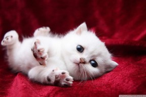 JIUYOU.COM-中美选手呼吸频率战术形成强烈反差，美军呼吸法