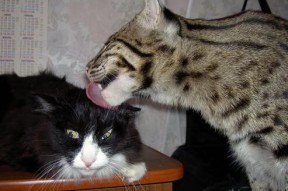 九游app下载中心-2026年世界杯：新一代场馆融合虚拟现实和增强现实技术，2026年的世界杯