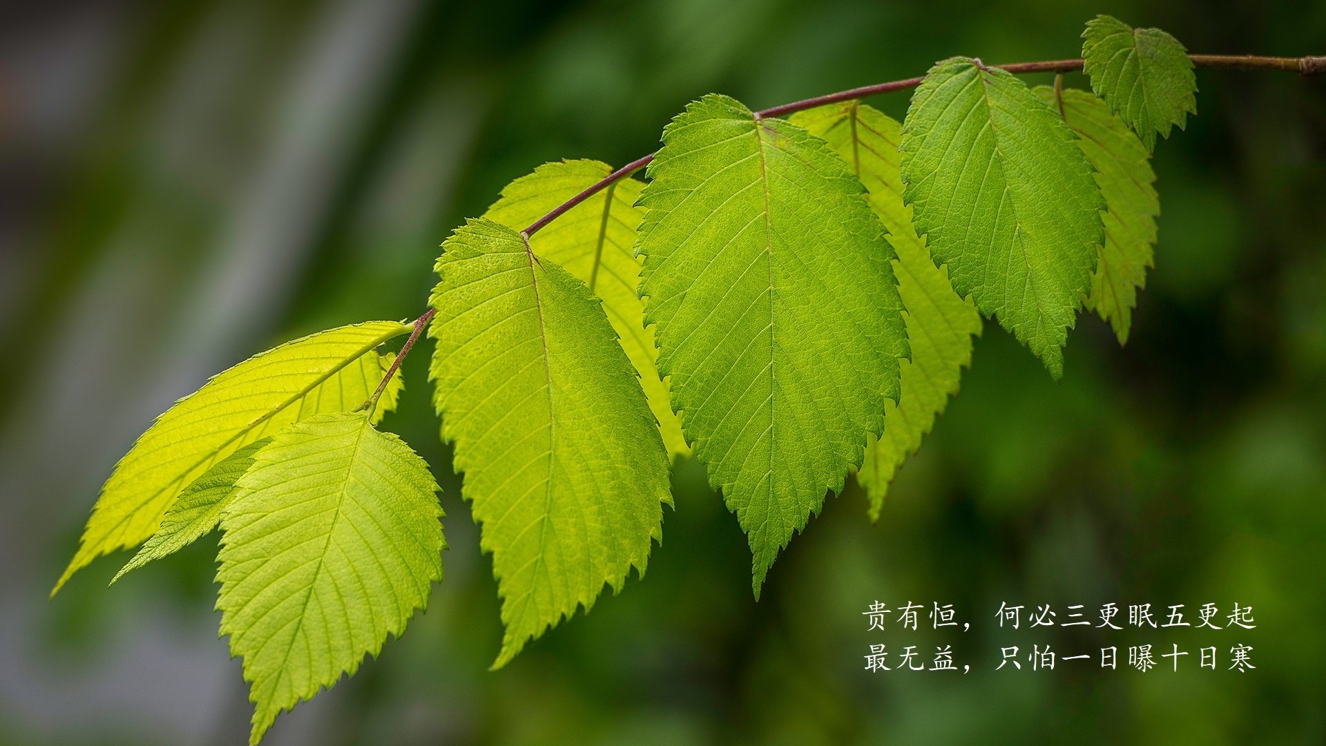 意甲非传统时间段转播对商业收入影响，意甲转播收入分成