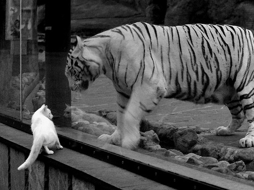 “短柄墙球：你不仅要快，还要聪明！高新区全民健身馆揭开比赛背后的战术秘密”