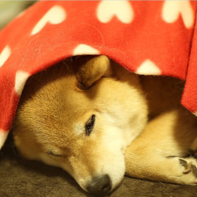 世界围棋赛青年选手战术成熟引热议,2020世界围棋