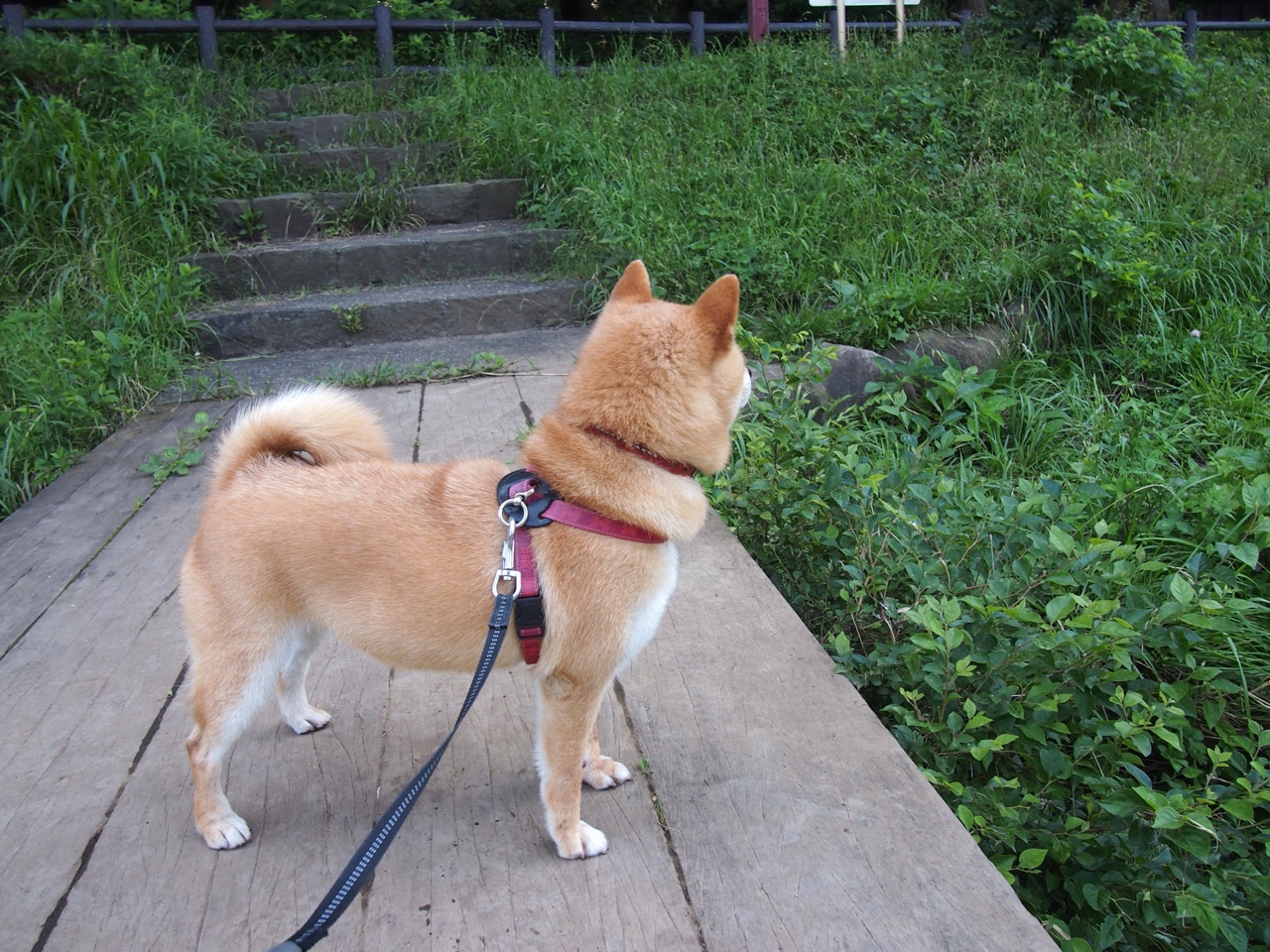 门兴格拉德巴赫通过中路渗透撕破防线