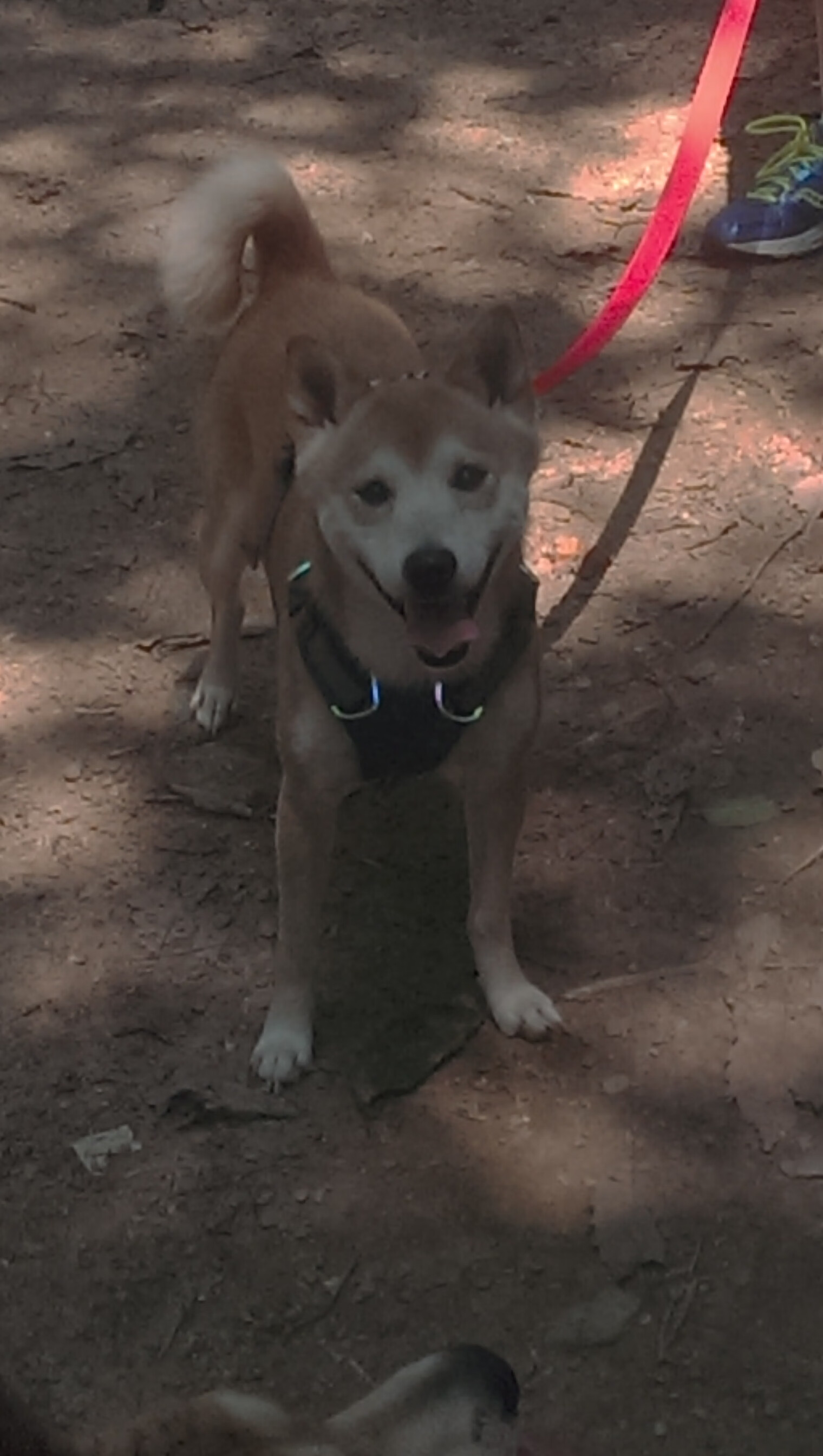 CBA球队自建康复中心提升球员恢复效率降低伤病发生率,cba康复师招聘