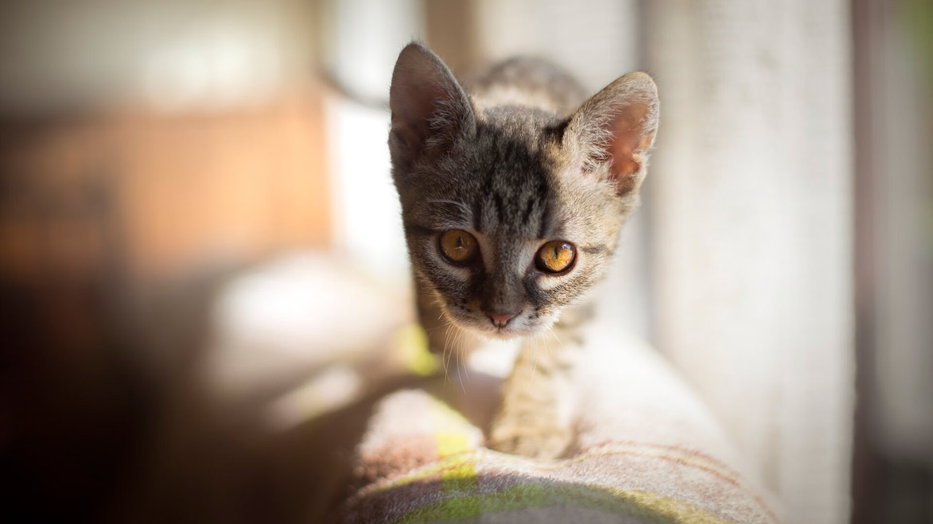 “伊万·戈梅斯:阿根廷美洲狮队的铁血前锋,未来表现令人期待”