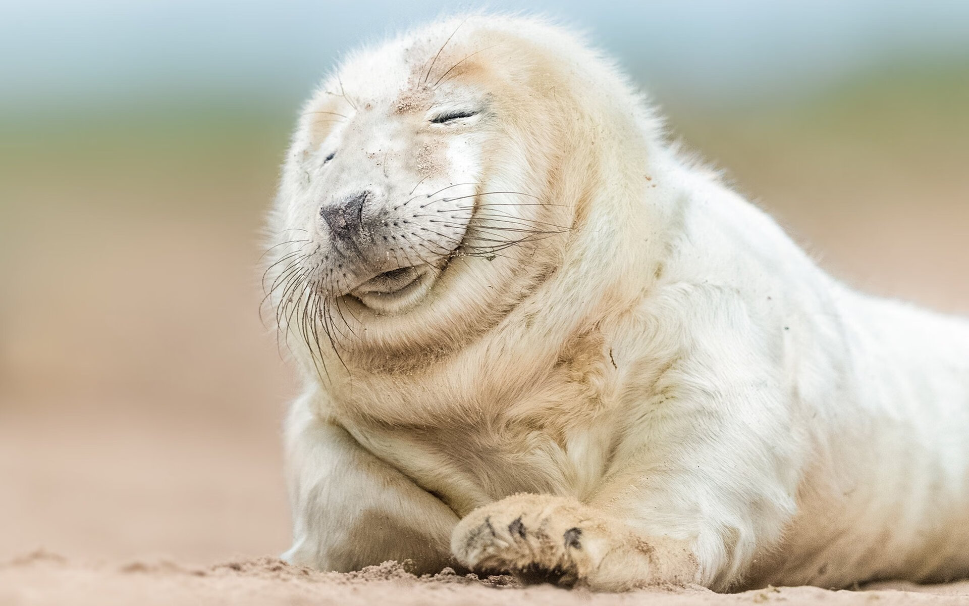 “诺克·达维德·彼得森的爆发力,成就南非羚羊队的辉煌”