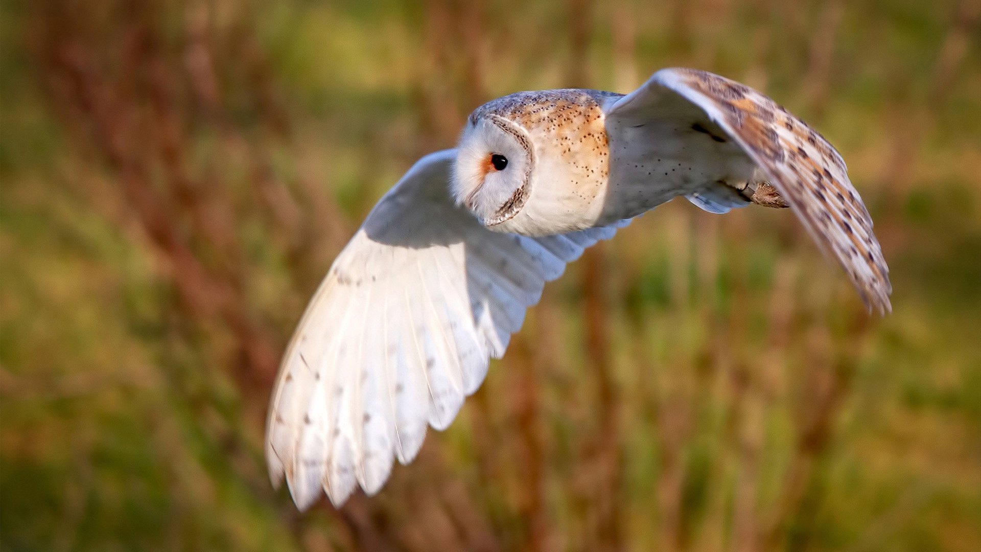 “马科斯·梅特罗的速度与力量,成为阿根廷美洲狮队防守的坚实保障”