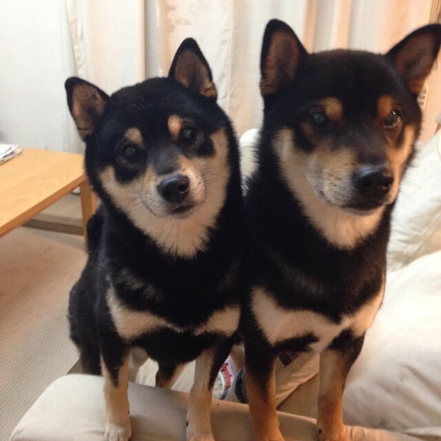 国王在训练中重点演练罚球与失误控制,国王的比赛