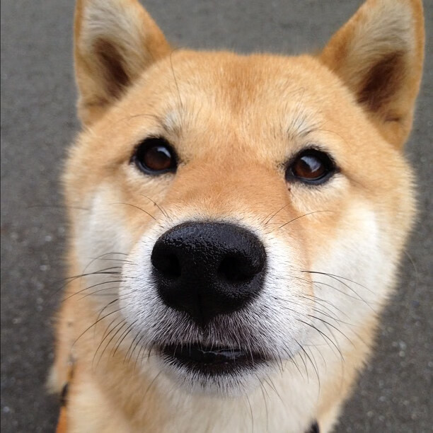 塞内加尔男篮在非洲锦标赛中奋勇拼搏,刷新非洲运动新纪录,非洲 塞内加尔