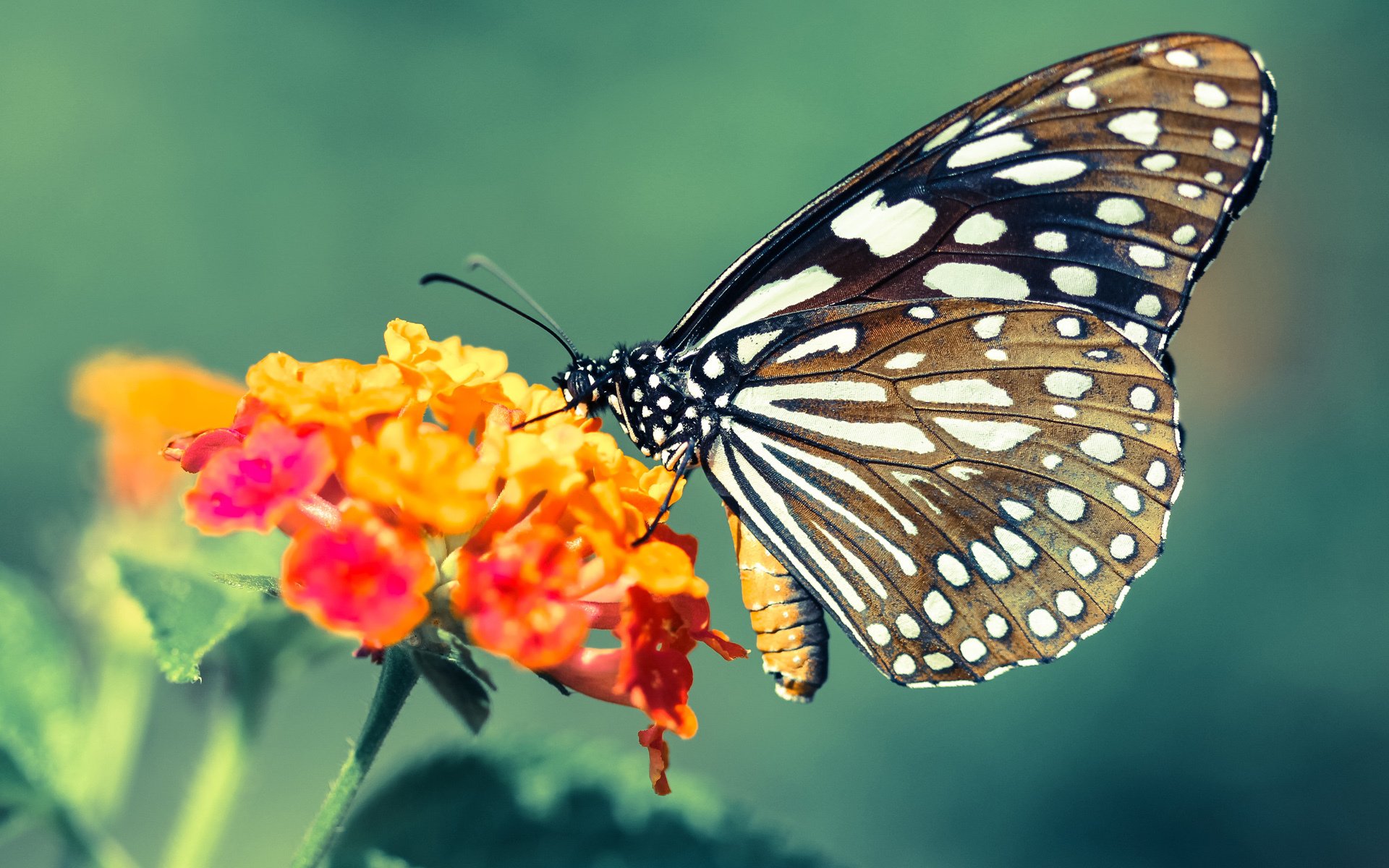 塞维利亚状态火热,争夺欧洲赛场资格