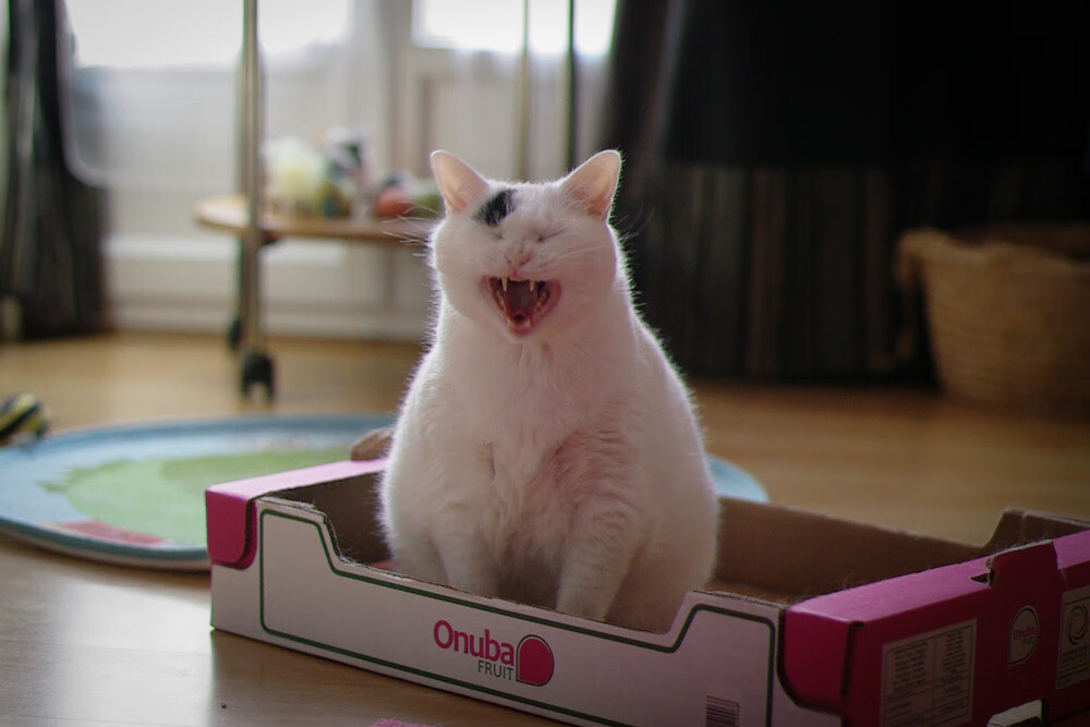 新西兰男子橄榄球队稳定表现,能否迎来新一波巅峰?,新西兰橄榄球世界排名