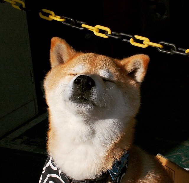 羽毛球专项技术训练课程全面推广,羽毛球专项技术训练课程全面推广方案