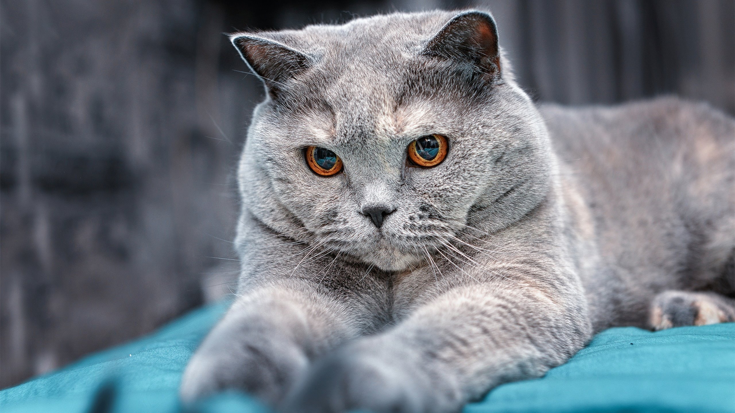 中国足球国家队守门员扑救技术专项训练方案,足球守门员扑救视频